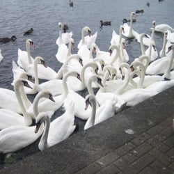 Roath Park