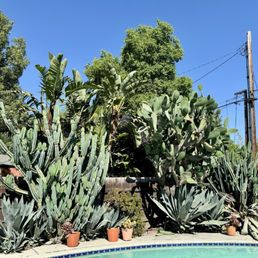 Overgrown cactus.