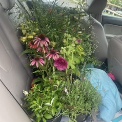 Gardens & Beyond - Amazing deals and gorgeous flowers!