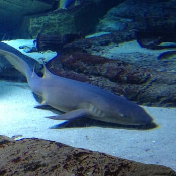Long Island Aquarium - A resting shark in the big and popular shark exhibit. - Aquariums Near Me - Riverhead, New York Long Island Aquarium - A resting shark in the big and popular shark exhibit. - Aquariums Near Me - Riverhead, New York