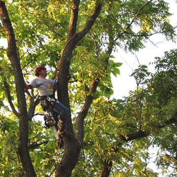 Evergreen Tree Services - Tree Services Near Me - Atlanta, Georgia