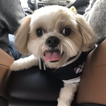 Doggi Dogi Spa - Pet Groomers Near Me - Fullerton, California
