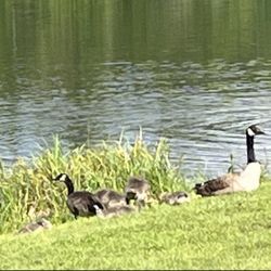 Potter's Place Camping - Canadian geese. Born right here