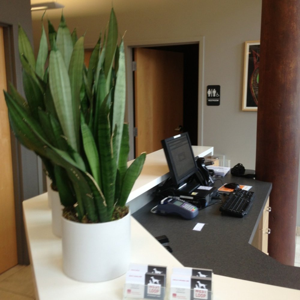 West Loop Veterinary Care - Front reception area - Veterinarians Near Me - Chicago, Illinois West Loop Veterinary Care - Front reception area - Veterinarians Near Me - Chicago, Illinois