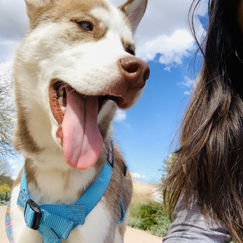 The Dirty Dawg Salon - My husky - Pet Sitting Near Me - Chandler, Arizona