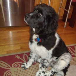 Jayco, a Landseer Newfy Jayco, a Landseer Newfy
