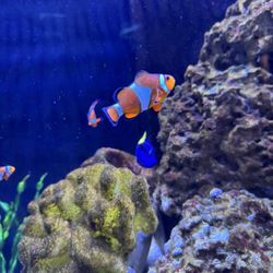 user provided Blue Zoo Aquarium Spokane photo