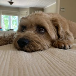 Miller Mobile Veterinary Services