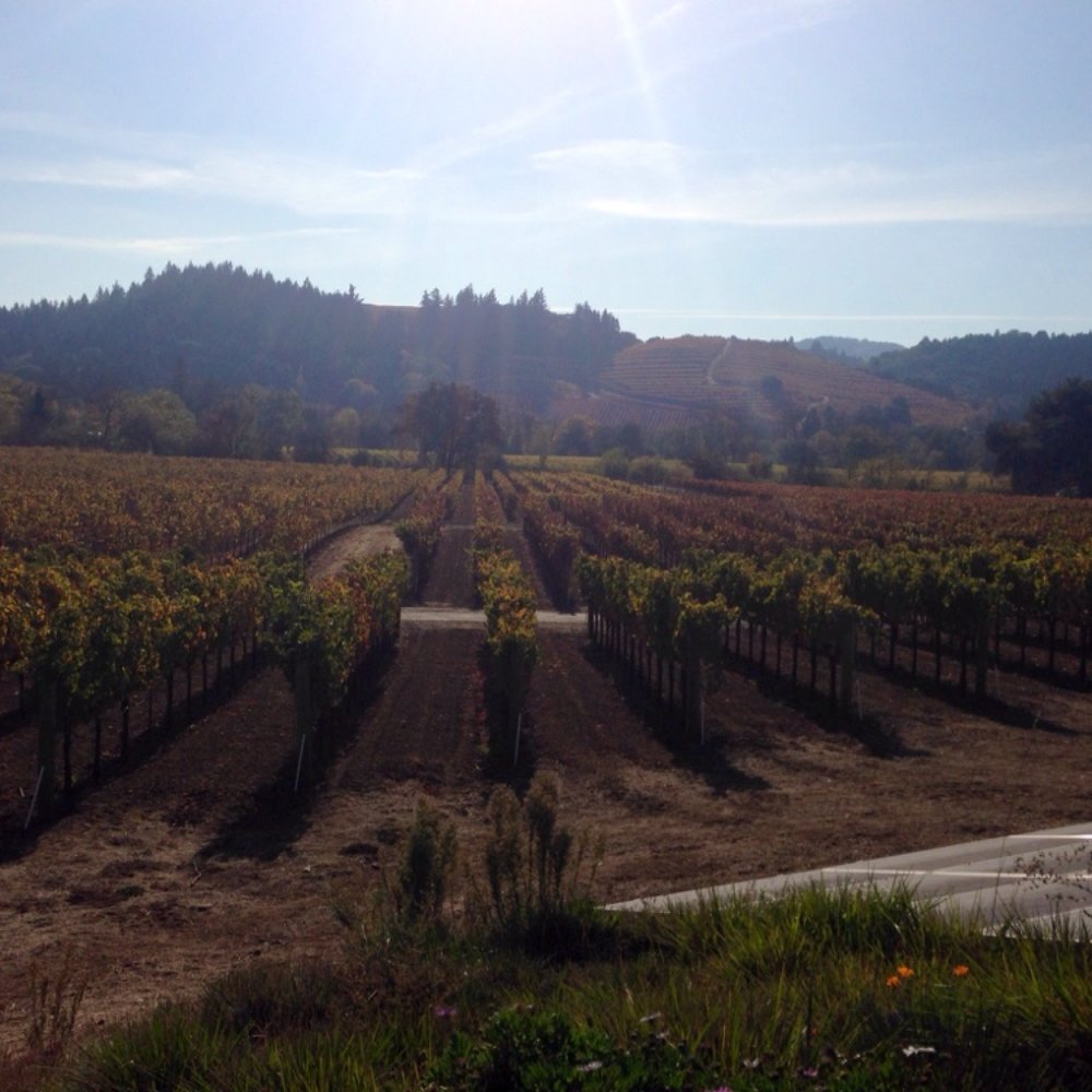 Dutcher Crossing Winery - View outside the tasting room - Wineries Near Me - Geyserville, California Dutcher Crossing Winery - View outside the tasting room - Wineries Near Me - Geyserville, California