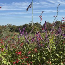 Historic Sotterley - Historic Sotterley's Colonial Revival Gardens, accessible by visitors