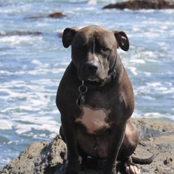 Sequoia Veterinary Hospital - 7 years... Pescadero