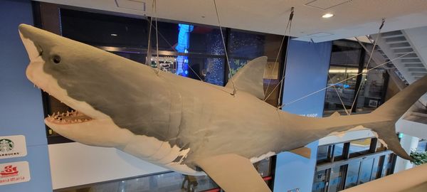 Osaka Aquarium Kaiyukan by null