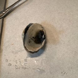 Dockside Seafood Marketplace - Nothing but dirt