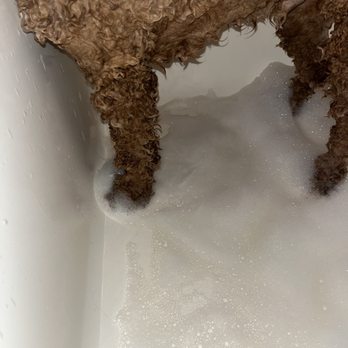 Pet Paradise Ft. Myers - Dirty suds from the second scrub and rinse.... - Pet Boarding Near Me - Ft. Myers, Florida Pet Paradise Ft. Myers - Dirty suds from the second scrub and rinse.... - Pet Boarding Near Me - Ft. Myers, Florida