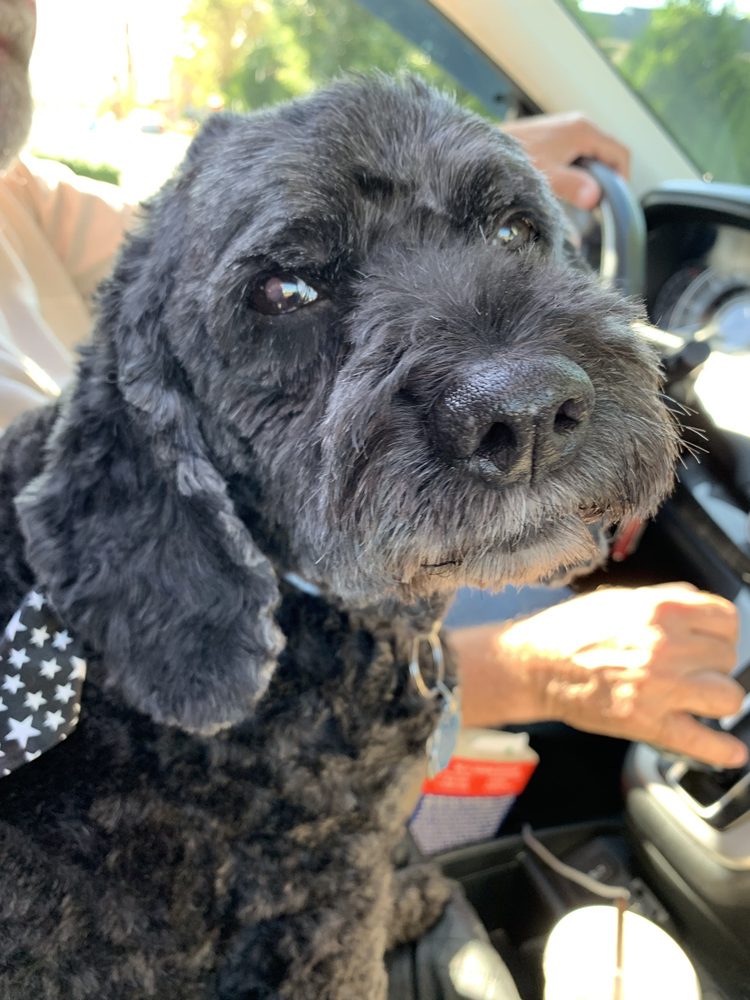 PERSONAL TOUCH PET PARLOR 10 Photos 13725 57th Ave NE, Arlington