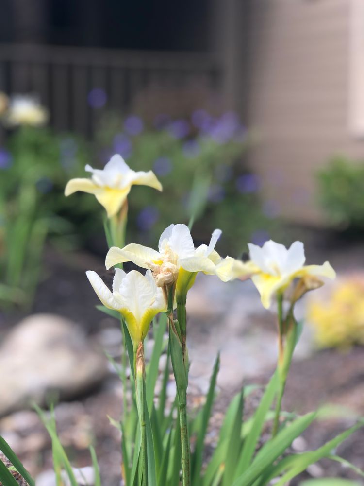 Slide of Blooming Desert Design + Build