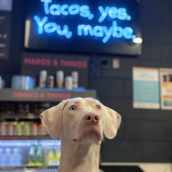 Taco Dirty - Tacos yes. You, maybe. This dog, for sure. IG: @deafdog_beethoven - Tacos Near Me - Tampa, Florida Taco Dirty - Tacos yes. You, maybe. This dog, for sure. IG: @deafdog_beethoven - Tacos Near Me - Tampa, Florida