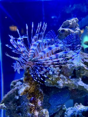 Patricia and Phillip Frost Art Museum by null