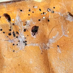 Smart Exterminators
