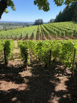 Bergström Wines Tasting Room by null