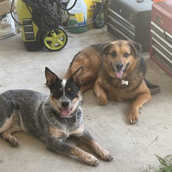 Be-Right-There Mobile Veterinary Services - Mikah and Carolina are loving Be Right There Mobile vet - Veterinarians Near Me Be-Right-There Mobile Veterinary Services - Mikah and Carolina are loving Be Right There Mobile vet - Veterinarians Near Me