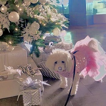 L'Auberge Del Mar - Fendi in her tutu at L'Auberge - Hotels Near Me - Del Mar, California