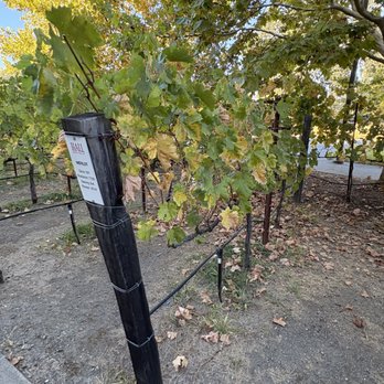 HALL Wines - Sample vines outside the tasting room, fun to see up close for a city boy - Wineries Near Me - Saint Helena, California