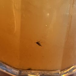 Ruby Tuesday - Bugs in our drinks