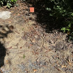 Emerald Magic Lawn Care - They killed our zoyzia grass. Craig's response "you can plant more"