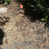 Emerald Magic Lawn Care gift card