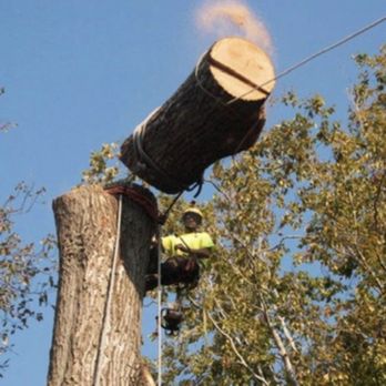 Miguels Tree Service - Tree Services Near Me Miguels Tree Service - Tree Services Near Me