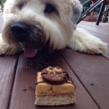 Three Dog Bakery - Every day Ollie gets to stop in at Three Dogs is his new best day ever - Pet Stores Near Me - Indianapolis, Indiana