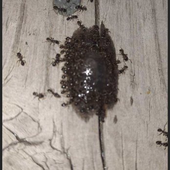 All Pest Proz - Pest Control Near Me All Pest Proz - Pest Control Near Me
