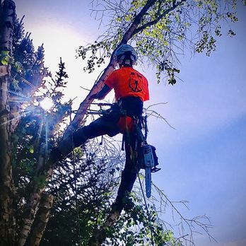 Tapsons Tree Service - a man in a tree - Tree Services Near Me - Boise, Idaho