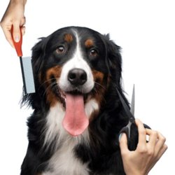 Exótic Pet Grooming