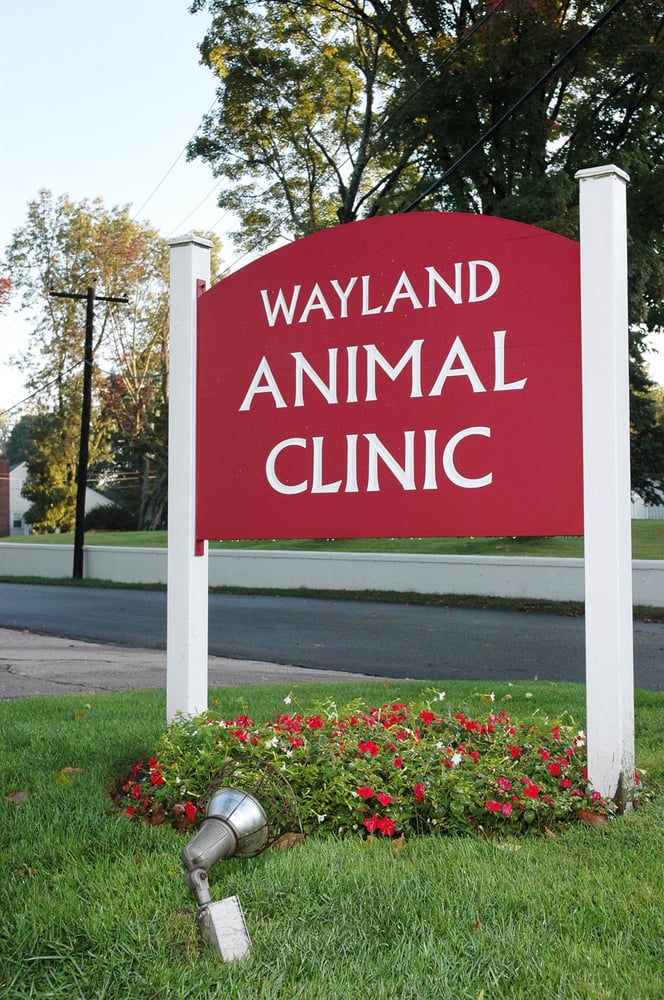 WAYLAND ANIMAL CLINIC Updated September 2024 43 Reviews 6 Winter