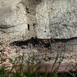 Backyard Blitz