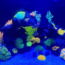 Amazing Aquariums & Reefs - Amazing reef tank from an Amazing Aquariums! Thx Ali!