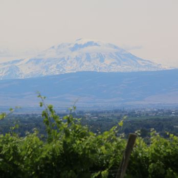 Dineen Vineyards - Beautiful view of Mt. Adams - Wine Tours Near Me - Zillah, Washington Dineen Vineyards - Beautiful view of Mt. Adams - Wine Tours Near Me - Zillah, Washington