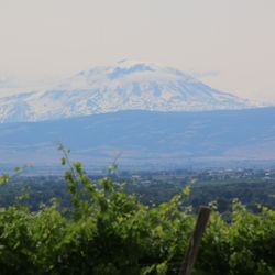 Dineen Vineyards - Beautiful view of Mt. Adams