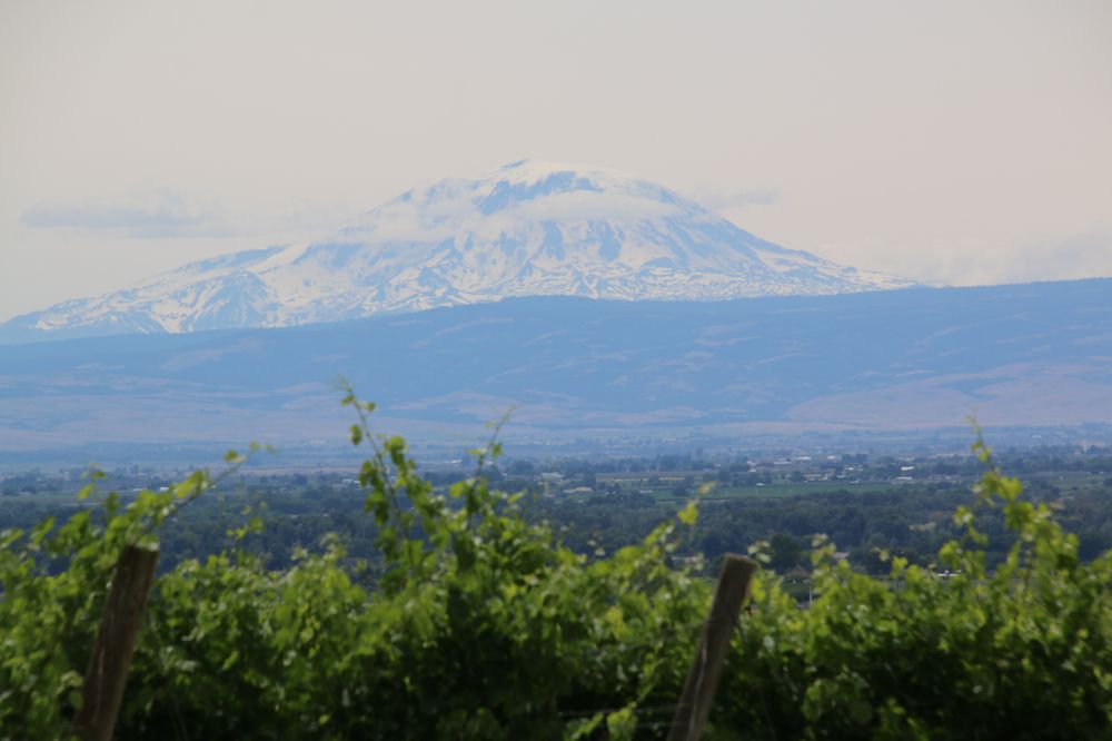 Dineen Vineyards Logo
