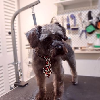 Paw’s PetLand - Grooming - Pet Groomers Near Me - Miami, Florida Paw’s PetLand - Grooming - Pet Groomers Near Me - Miami, Florida