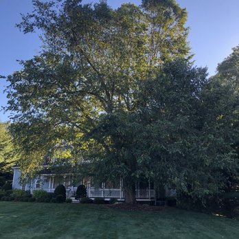Tree Removal by Tom Mathews - Tree Services Near Me