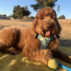 Furever Spoiled Grooming