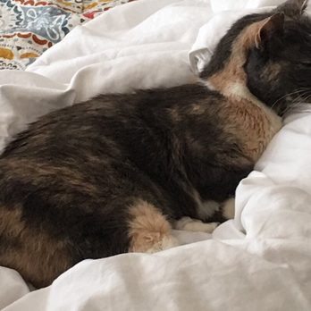 Avery Ranch Animal Hospital - Our Cat:) - Veterinarians Near Me - Cedar Park, Texas Avery Ranch Animal Hospital - Our Cat:) - Veterinarians Near Me - Cedar Park, Texas