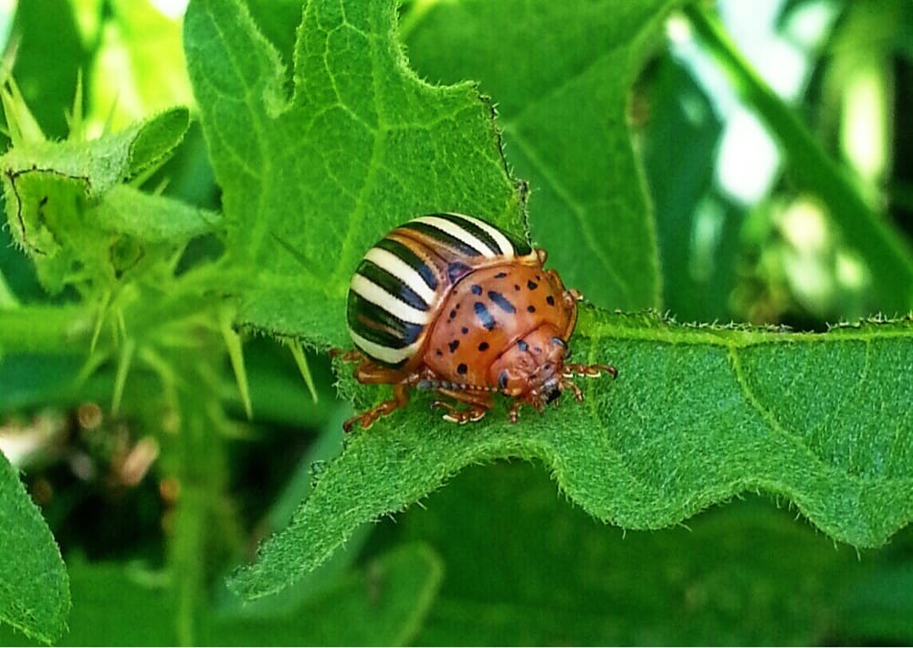 HUCKLEBERRY TRAIL Updated May 2024 15 Photos 200 Miller St, Blacksburg, Virginia Hiking