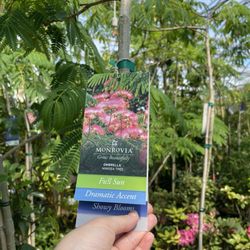 Garden In Garden's Greenhouse