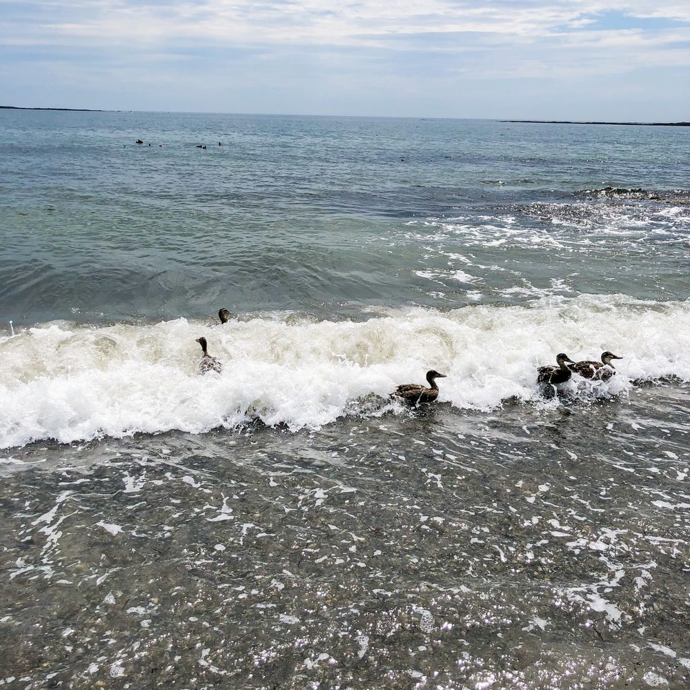 Crescent Beach State Park - undefined - Beaches Near Me - Cape Elizabeth, Maine Crescent Beach State Park - undefined - Beaches Near Me - Cape Elizabeth, Maine