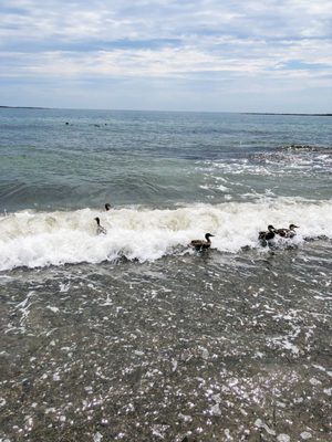 Crescent Beach by null