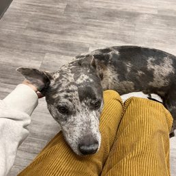 Love this vet! They were so kind to my new skittish shelter pet & cured his respiratory infection 10/10 Love this vet! They were so kind to my new skittish shelter pet & cured his respiratory infection 10/10